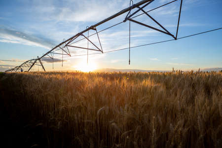 Wheat irrigation system. The wheat is ripe and ready for harvest. Behind is an irrigation system and the sky is blue.の写真素材