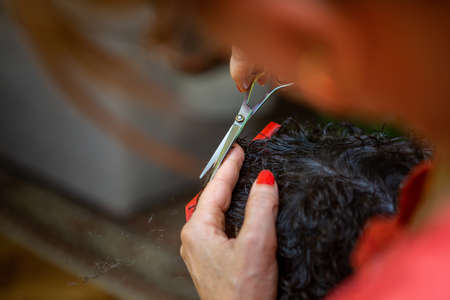 Focus on scissors in the hands of a hairstylist who trims a senior woman. They are at home and the older woman who is styling has black short hair.の写真素材