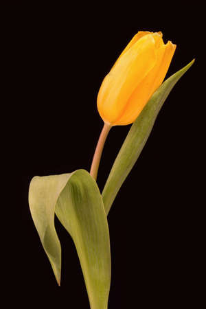 Yellow tulip with green leaves on a black backgroundの写真素材