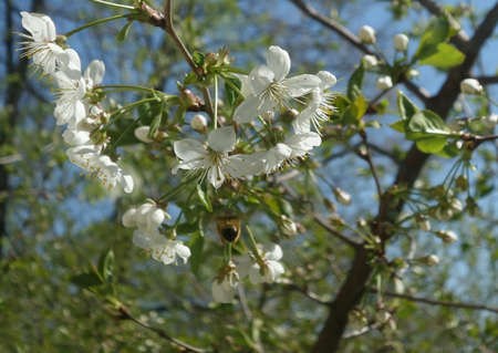 Garden, cherryの素材