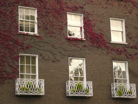 Red Ivy on grey buildingの写真素材
