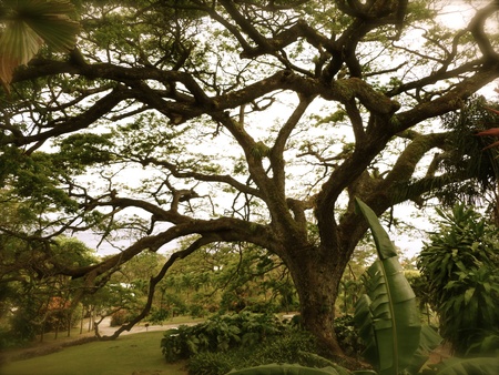 Old Tree, St. Kitts -Eastern Caribbean
