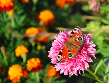 Beautiful butterfly on purple garden flowers の写真素材
