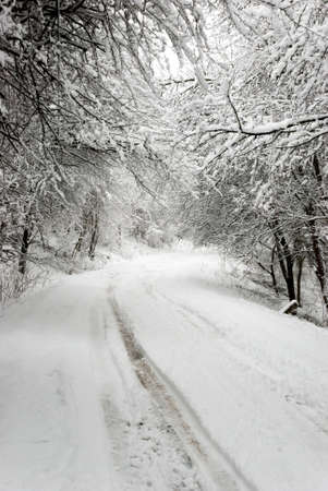 winter road の写真素材