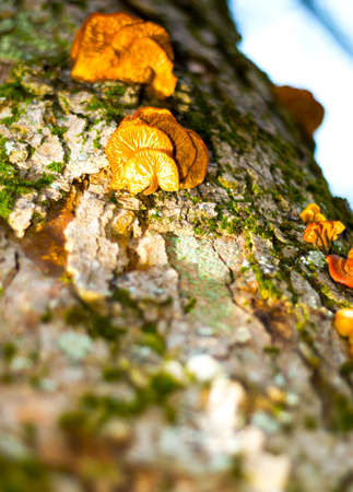 Yellow mushroom on tree bark