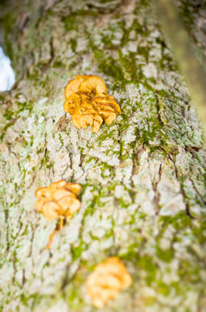 Yellow mushroom on tree bark