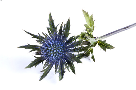 Blue Thistle on white backgroundの写真素材
