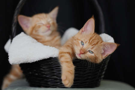 Two kittens asleep in a basket