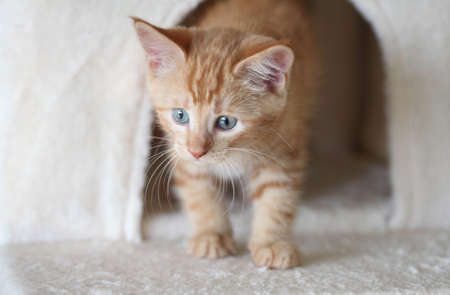 Little kittens playing with flowers and sleeping in a basketの写真素材