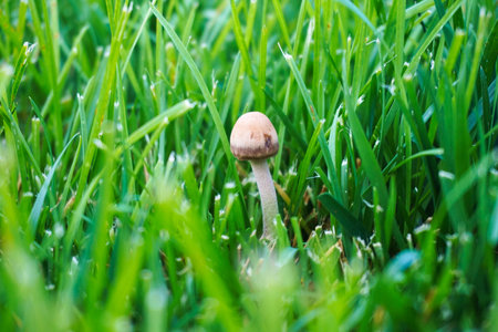 Mushroom in the grassの写真素材