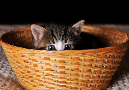 Small kitten sitting in a basketの写真素材