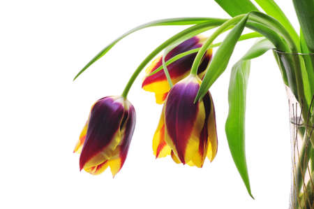  Bouquet of tulipsの写真素材