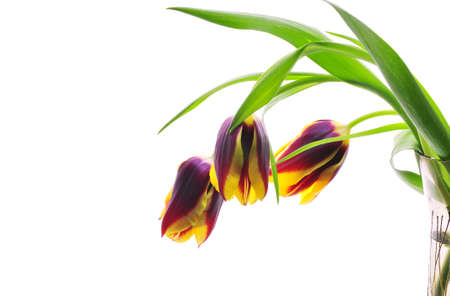  Bouquet of tulips