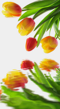 Fresh elegant tulips with water reflectionの写真素材