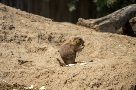 Prairie dog (Cynomys ludovicianus)の写真素材