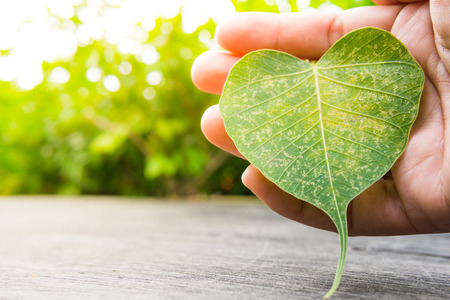 Closeup hand pick a heart leavesの写真素材