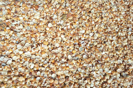 Cockleshells background. Shells lying on the seashore, moist and shining from the sun after the...