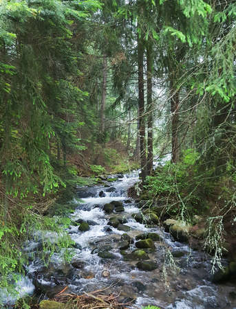 Creek in the Pine Forest in the Rila Hills Bulgaria.の写真素材