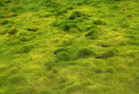 Background with Green grass growing on a lawn in a city park, brightly lit by the sun.
