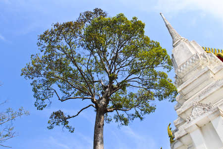 tree and stupa in Thailand