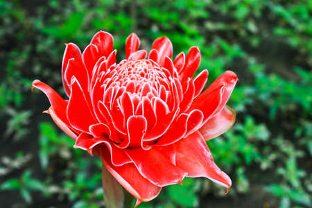 Red flower of etlingera elatiorの写真素材