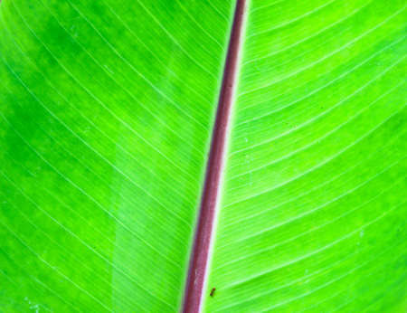 Close up of backlit leaf of bananaの写真素材