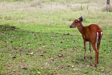 Whitetail deerの写真素材