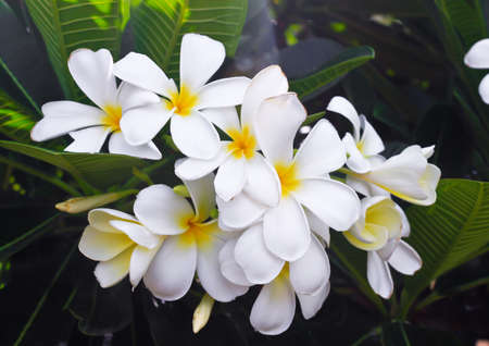 white and yellow frangipani flowers