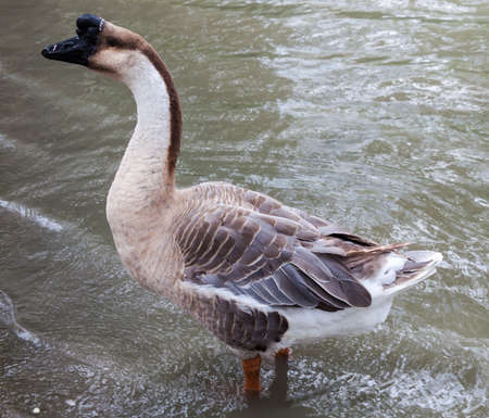 Domestic goose on the pond
