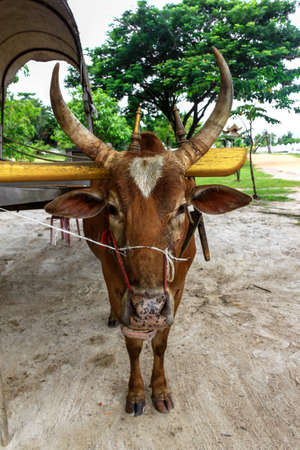 Portrait of zebu cow, Thailand.の写真素材