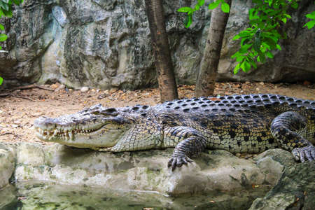 Crocodile is between land and water in a farmの写真素材