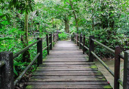A timber boardwalk leading away into the forestの写真素材