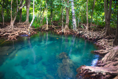 Tha pom nature trail and Crystal stream, Krabi, Thailandの写真素材
