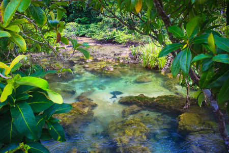 Tha pom nature trail and Crystal stream, Krabi, Thailandの写真素材
