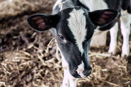 cows feeding in large cowshedの写真素材