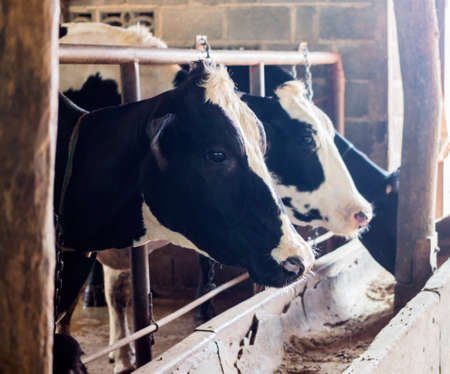 cows feeding in large cowshedの写真素材