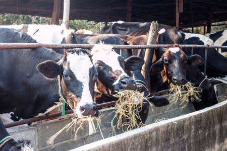 cows feeding in large cowshedの写真素材