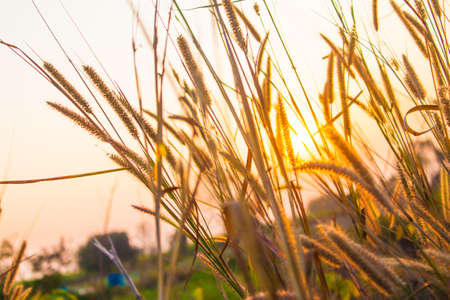 Flowering grass during on sunset.