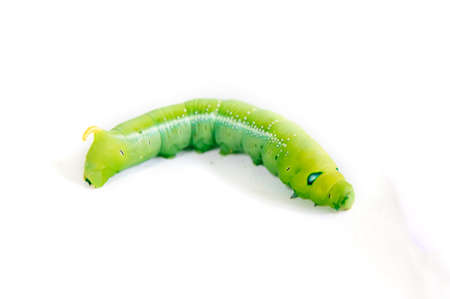 Green caterpillar isolated on whiteの写真素材