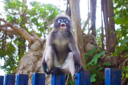 Dusky Leaf Monkey in deep forestの写真素材