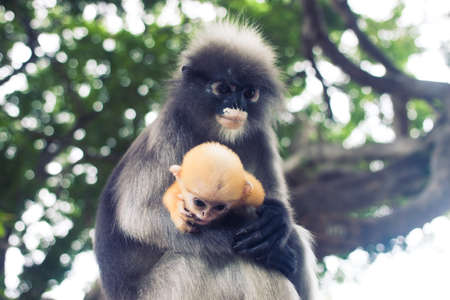 Dusky leaf monkey and young dusky leaf monkey