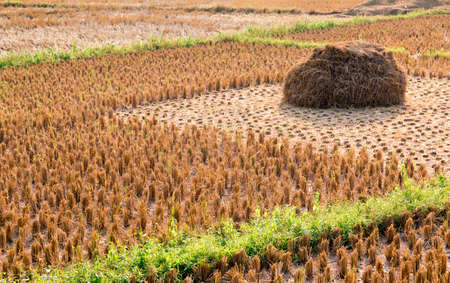 Rice straw field on harvested agricultural fieldの写真素材