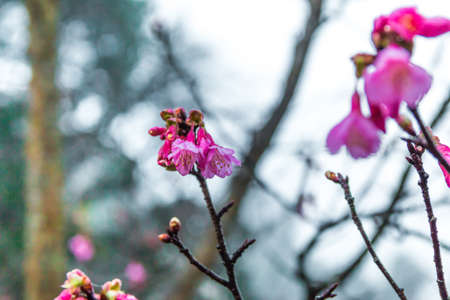 Pink flowers. beautiful cherry blossom ,ChiangMai north of thailandの写真素材