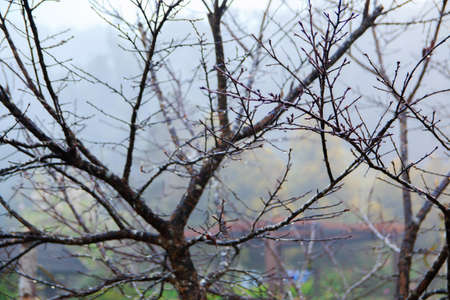 Winter tree branchesの写真素材