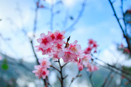 Cherry Blossom and Sakura in the northern of Thailandの写真素材