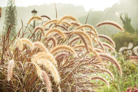 Flowers of weed grass in sunlight.の写真素材