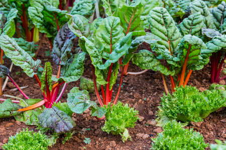 vegetable gardenの写真素材