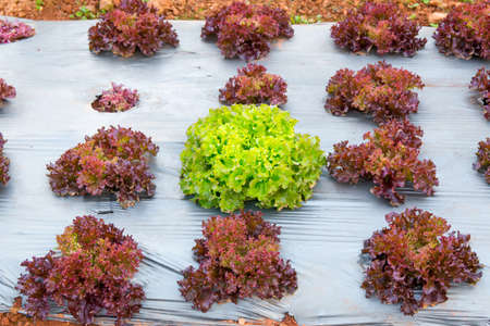 Green and red oak Vegetables Growing In The Farm