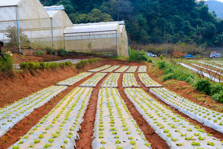 Green Vegetables Growing In The Farm