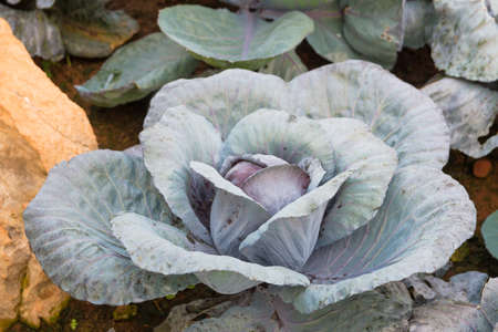 Wonderful red cabbage